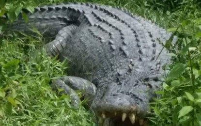  Palawan town residents express alarm over croc sightings
